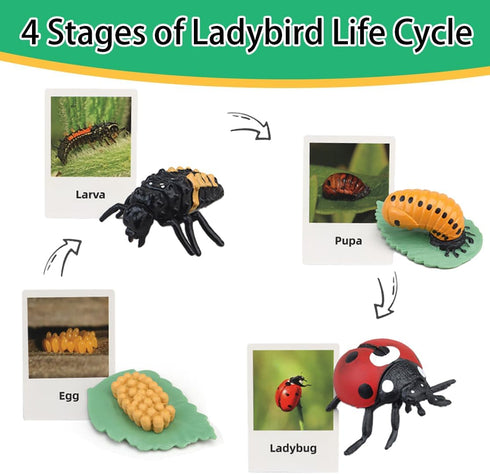 Montessori Life Cycle Learning Toys - Plastic Insect Ladybug, Butterfly & Tadpole-to-Frog Kit for Kids