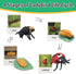 Montessori Life Cycle Learning Toys - Plastic Insect Ladybug, Butterfly & Tadpole-to-Frog Kit for Kids