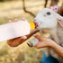 Housoutil Lamb Feeding Bottle Set, Milk Feeder for Goat, Sheep, Livestock, Nursing Bottle