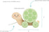 12m+ Pearhead Wooden Turtle Push and Pull Toy, Montessori Shake and Rattle Shell, Baby Walking and Gross Motor