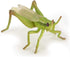 Papo Hand-Painted Wild Animal Kingdom Grasshopper Figurine 50268, Collectible for Children 3+