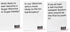 BAD PEOPLE Party Game - White Expansion with 100 New Question Cards for Hilarious Adult Game Nights