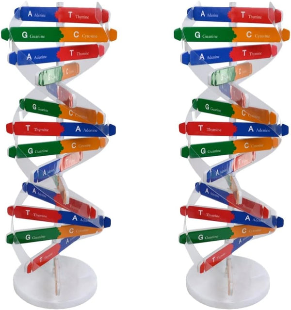 Toddmomy Kids Toys 2 Sets DNA Model Kit for Teaching Students, Double Mannequin