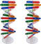 Toddmomy Kids Toys 2 Sets DNA Model Kit for Teaching Students, Double Mannequin