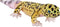 Wild Republic Living Earth Leopard Gecko Stuffed Animal, 24 inch Plush Toy made from Recycled Water Bottles