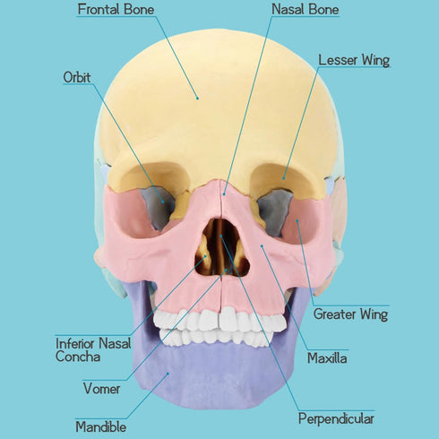 2024 New Human Anatomy Skull Model - 17 Part Puzzle of Skull with 10 Knowledge Flash Cards, Detachable Mini Medical