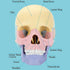 2024 New Human Anatomy Skull Model - 17 Part Puzzle of Skull with 10 Knowledge Flash Cards, Detachable Mini Medical
