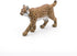 Papo Lynx Realistic Plastic Figurine - Hand Painted, Durable Wildlife Toy for Children, Gift Idea