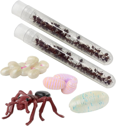 Insect Lore Two Tubes of Live Ants - 50 Live Harvester Ants with Ant Life Cycle Stages Figurines