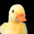 ZHONGXIN MADE 5.5 Inch Yellow Little Duck Plush, Simulation Duck Stuffed Animal, Baby Duck Doll Plush Toys Gift