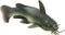 Safari Ltd. Catfish Figurine - Realistic 6" Fish Figure - Educational Toy