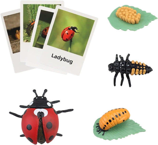 MIKNEKE Montessori Life Cycle Animal Figures with Flash Cards, Realistic Animal Figurines Toy,
