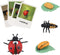 MIKNEKE Montessori Life Cycle Animal Figures with Flash Cards, Realistic Animal Figurines Toy,