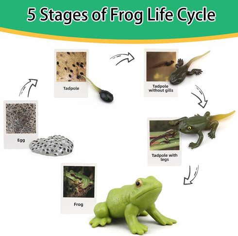Montessori Life Cycle Learning Toys - Plastic Insect Ladybug, Butterfly & Tadpole-to-Frog Kit for Kids
