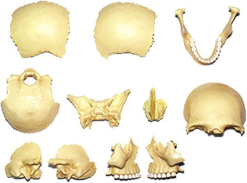 4D Master 26086 Human Anatomy Exploded Skull Model 3D Puzzle, One Color