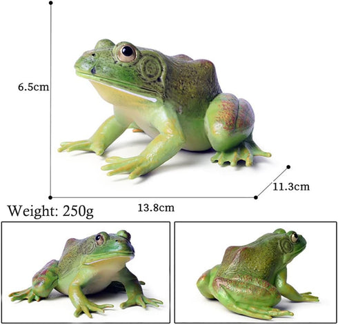 Simulated Tree Frog Model Figure Toy - Realistic Bullfrog Figurines Collection for Educational Props