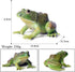 Simulated Tree Frog Model Figure Toy - Realistic Bullfrog Figurines Collection for Educational Props
