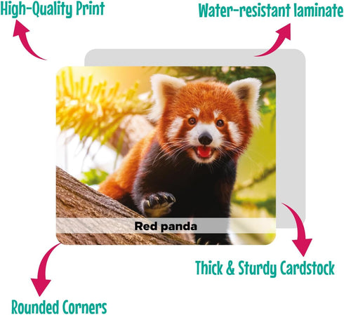Menique Wild Animals Memory Matching Game, 80 Cards with Real Photos, Educational Booklet Included for Kids & Adults
