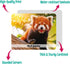 Menique Wild Animals Memory Matching Game, 80 Cards with Real Photos, Educational Booklet Included for Kids & Adults