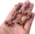 60 Mini Plastic Baby Dolls 1 Inch for Baby Shower Party Favors, Decorations, Crafting Non-Edible Cake Toppers (Dark)