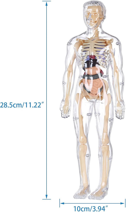 Human Body Model for Kids, 29 Piece Transparent Anatomy Figure Kit with Removable Organs for Ages 6+