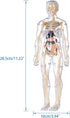 Human Body Model for Kids, 29 Piece Transparent Anatomy Figure Kit with Removable Organs for Ages 6+