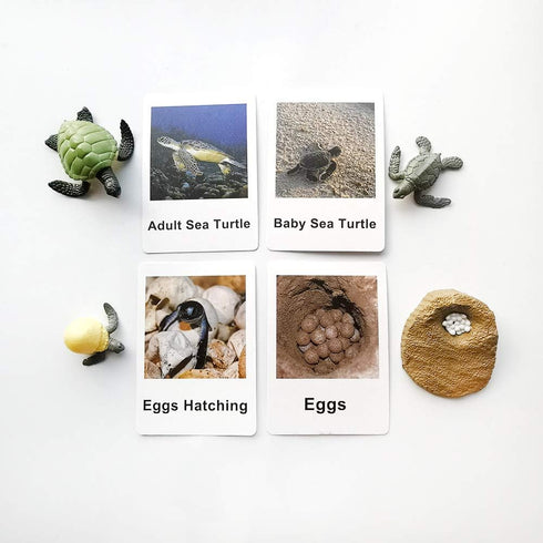 MEROCO Life Cycle of Turtle Montessori 3 Part Cards - Educational Toys for Toddlers