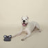 Fringe Studio Plush Dog Toy, Durable, Let's Have Some Koala-TY TIME, Medium