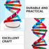 Toddmomy Kids Toys 2 Sets DNA Model Kit for Teaching Students, Double Mannequin