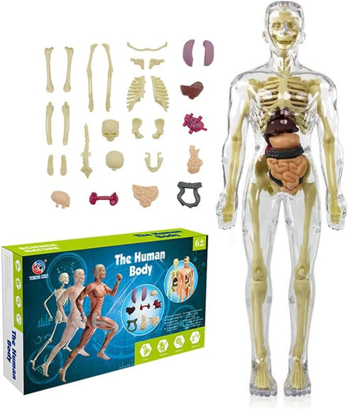 Kids Anatomy Toys, Interactive 11.22 Inch DIY Assembled Human Body Model for Learning Science Anatomy, Ages 6+