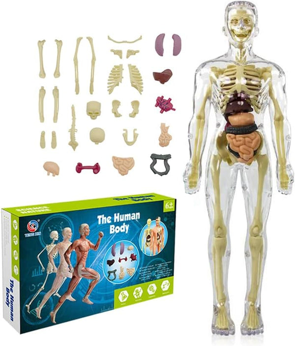 Kids Anatomy Toys, Interactive 11.22 Inch DIY Assembled Human Body Model for Learning Science Anatomy, Ages 6+