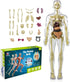 Kids Anatomy Toys, Interactive 11.22 Inch DIY Assembled Human Body Model for Learning Science Anatomy, Ages 6+