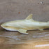 Gemini&Genius Marine Animal World Toy Lemon Shark Ocean Shark Action Figure - Great White Shark Soft Rubber Toys for