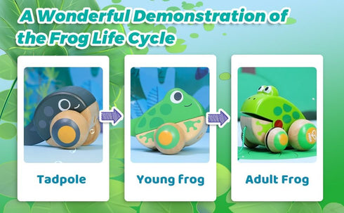 Hape Toddler Pull Along Frog Family Toy with Anti-Rollover Wheels