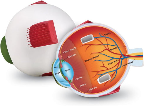 Learning Resources Cross-Section Human Eye Model, 5'' Diameter, Biology Classroom Accessories, Grades 2+