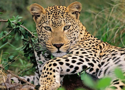 Ravensburger 100 Piece Jigsaw Puzzle Exotic Animal Leopard for Adults and Children Age 9 Years Up