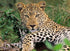 Ravensburger 100 Piece Jigsaw Puzzle Exotic Animal Leopard for Adults and Children Age 9 Years Up