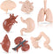 Yinkin 8 Pcs Mini Human Body Model Sets for Kids, 3D Anatomy and Physiology Study Tools for Students