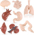 Yinkin 8 Pcs Mini Human Body Model Sets for Kids, 3D Anatomy and Physiology Study Tools for Students