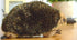 Lifelike Echidna Plush Stuffed Animal Toy, Echidna Animal Model (20CM)