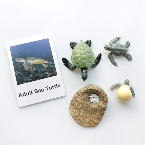 MEROCO Life Cycle of Turtle Montessori 3 Part Cards - Educational Toys for Toddlers