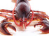 8" 3+ Safari Ltd. Maine Lobster Figurine - Realistic Crustacean Figure - Educational Toy for Boys, Girls, and Kids Ages