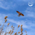 Huge Bald Eagle Kite for Adults & Kids, Easy to Fly Single Line Kite for Beach Trips