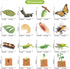 Volnau 16PCS Animal Figurines Toys Life Cycle Set for Toddlers Kids Plant Locust Butterfly Caterpillars Bee Educational