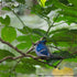 Eugy Blue Jay 3D Puzzle - 26 Piece Eco-Friendly Educational Toy for Kids Ages 6+