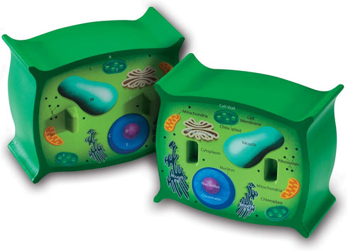 Learning Resources Cross-Section Plant Cell Model, Plant Anatomy Science Classroom Accessories, Ages 7+