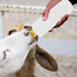DOITOOL 5 Pcs 400ml Goat Bottles Set, Puppy Feeding Bottles for Baby Goats