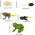 Gemini&Genius Life Cycle of Frog Figurines, Bulk Insect Growth Diary Action Figures, Fun Learning Gifts, Party Favors
