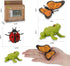 Montessori Life Cycle Learning Toys - Plastic Insect Ladybug, Butterfly & Tadpole-to-Frog Kit for Kids