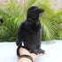 Realistic Crow Plush, Cute Black Raven Stuffed Animal, 9.44'' Soft Little Bird Toys for Kids Gifts
